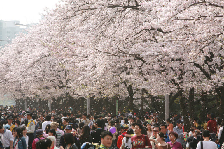 Yeouido Spring Flower Festival